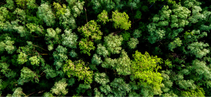 An aerial view of trees in a forest