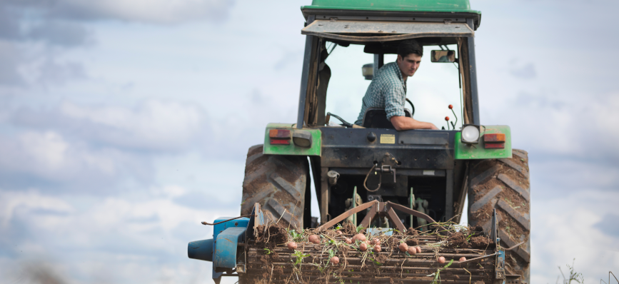 A man driving a tractor harvesting potatoes in a field