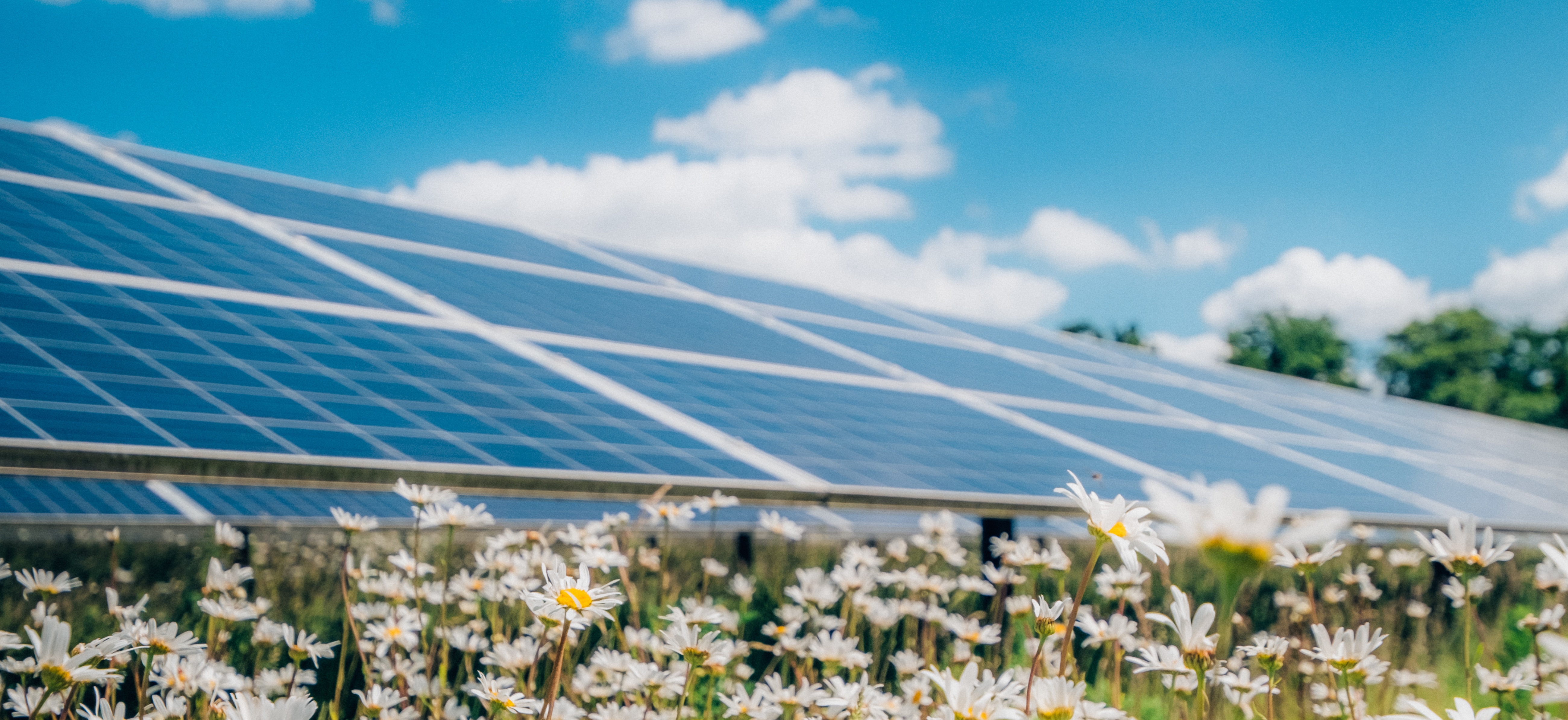 Solar panels and wildflowers in a field at a solar farm