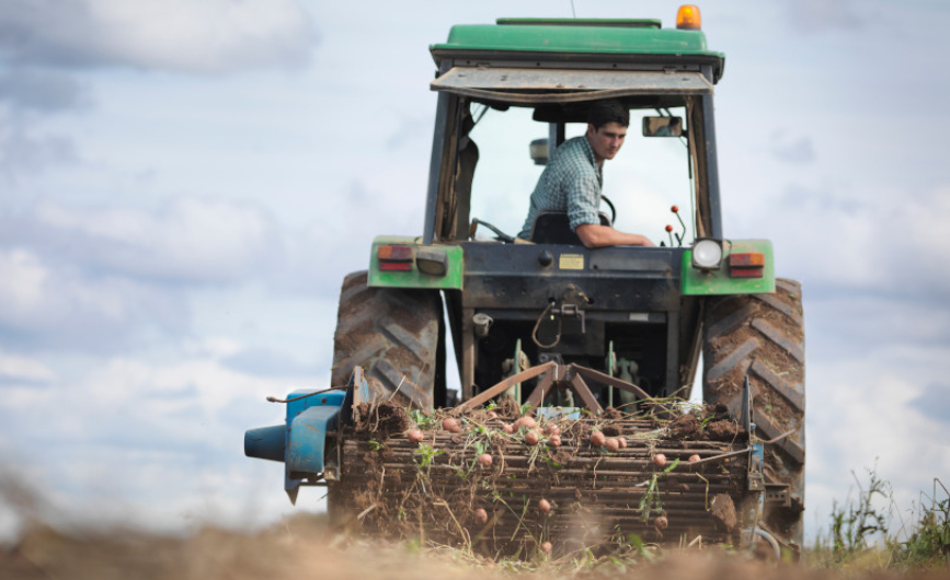 Combine harvester harvesting crops