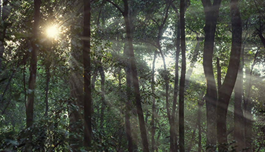 Rainforest sunlight
