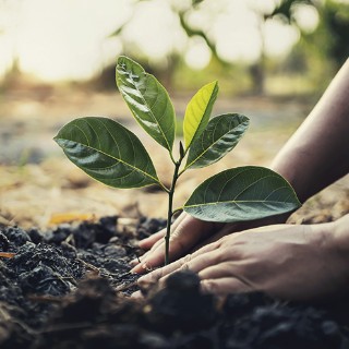 Hands planting a tree