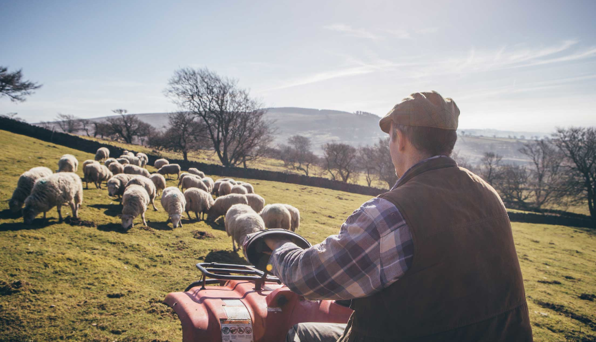 Farmer on a tractor looking at sheep