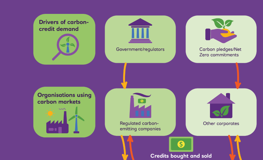 Graphic showing carbon credits journey