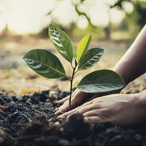 hands planting a tree